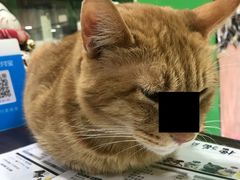 -李小姐の猫咖啡馆(五角场店)