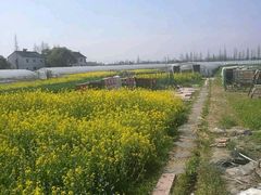 -青浦采草莓天天草莓园