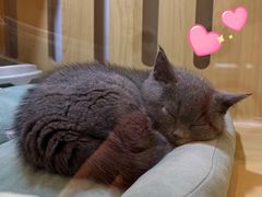 -momokira米努特·德文卷毛猫·棉花面纱犬