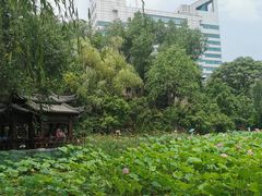 -莲湖公园