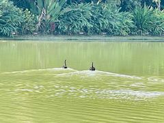 -曼听御花园