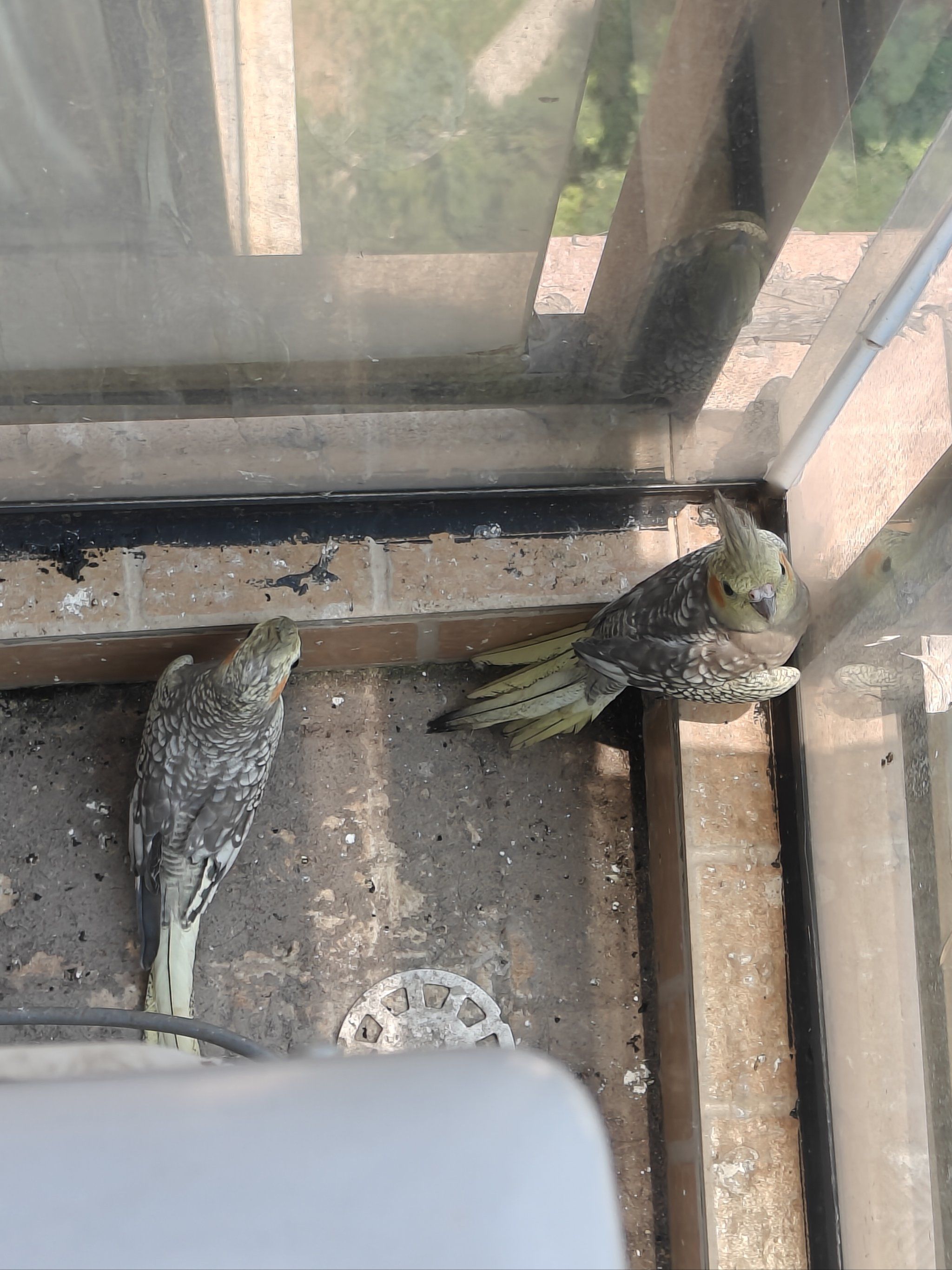 小鹦鹉,你咋不说话唉