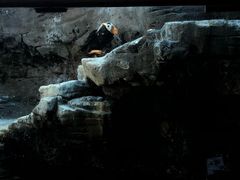 -西雅图水族馆