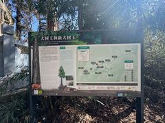 -天目山大树王景区