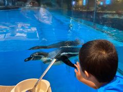 -帝企鹅自助餐厅•儿童岛•真企鹅(长隆企鹅酒店)