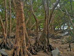 -宝安西湾红树林湿地公园