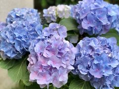 -龙大花卉苗木市场