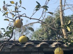 -青城甲(青城山店)