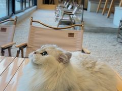 -J Create城市露营咖啡·简餐·宠物(上海动物园店)