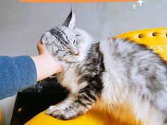-十年猫舍·猫咪专门店(普陀店)