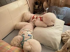 -翊宠yipet猫狗购宠庄园犬舍•猫舍