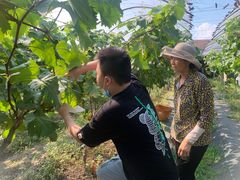 -马陆小张葡萄园农家乐