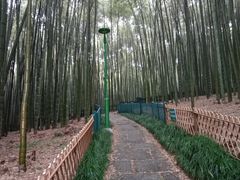 -杭州植物园