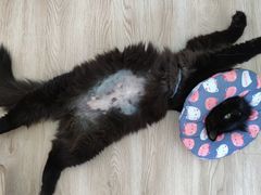 -爱侣宠医·鹦鹉专科·小型哺乳类·异宠专科(灵石路店)