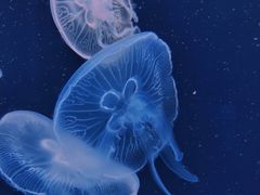 -大连老虎滩海洋公园