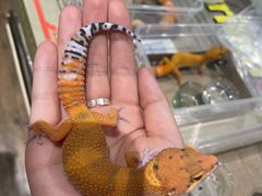 -酷以爬仙阁实体爬宠店·守宫·蜥蜴·专业繁育