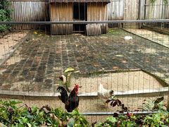 -深圳野生动物园