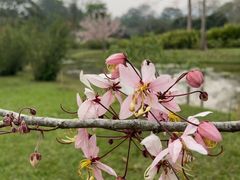 -中国科学院西双版纳热带植物园