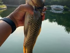 -济南南郊宾馆