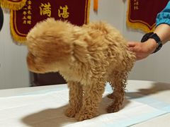 -守诺宠物医院·眼科· 特色牙科·异宠专科(虹口店)