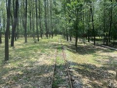 -合肥滨湖国家森林公园