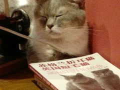 -猫色咖啡·猫咖