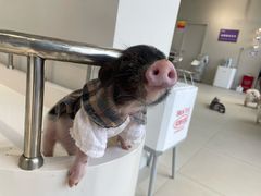 -怪兽屋·羊驼·猫咖·狗咖(俊华广场店)