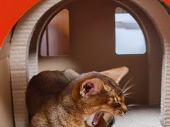-猫大福·Fortune Cat猫舍(百子湾店)