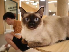 -CAT’S MEWSTAR CAFE·喵星球猫屋(晴湾咖啡店)