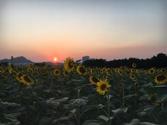 -光明小镇欢乐田园