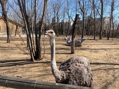 -大连森林动物园