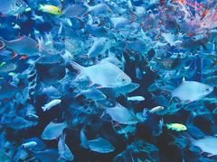 -成都浩海立方海洋公园