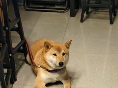 -柚下次·关东煮