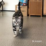 臭脸大哥/臭脸小妹，其实巨粘人