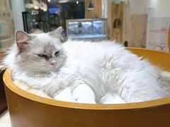 -藏猫猫咖啡主题馆(中央大道店)