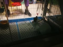 -雨林宠物医院 非犬猫异宠专科