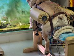 -西安京西宠物医院·瘫痪·疑难杂症