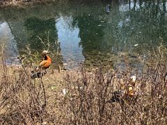 -长白岛森林公园