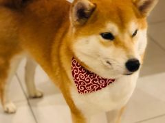 -柴务处·柴犬主题狗咖