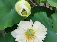 -莲花池公园
