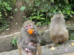 -黔灵山公园