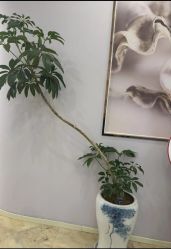 -紫琪尔胸部养护中心