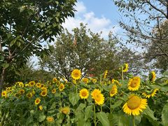 -玄武湖景区-情侣园游乐场