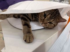 -萌兽医馆·眼科·异宠专科(三里屯店)
