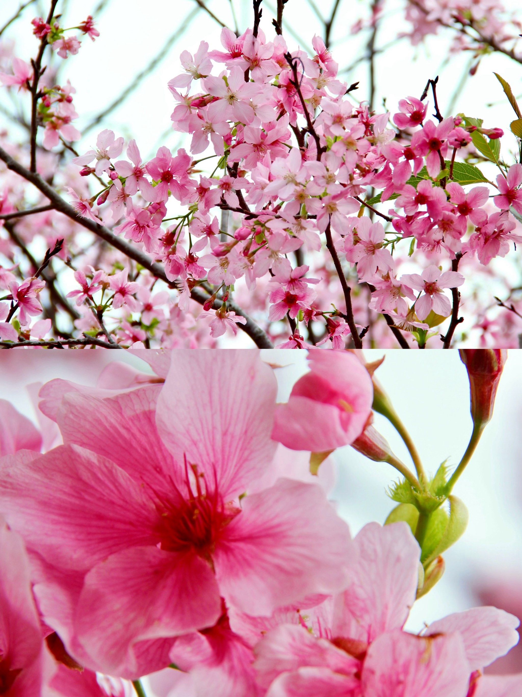 海珠湿地樱花季打卡攻略💯