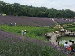 -大塘金香草谷