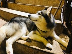 -more than meow吴止猫主题餐厅(承德 中船汇店)