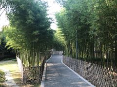 -陈家山荷花公园