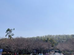 -武汉大学-樱园