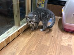 -猫色咖啡·猫咖